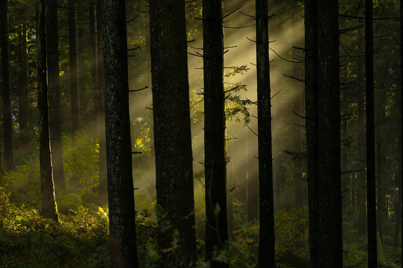 Black Forest, Germany