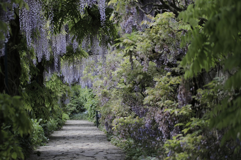 Wisteria Tunnel